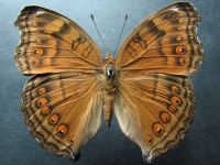 Junonia hedonia zelima - Adult